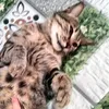 meomup335566