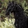 ilovehorses1075