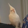 albithecockatiel