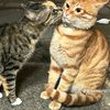 hsu.myat7950