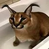nishita_v_bogatstve