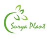 surya_plant