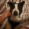 thedogsonpaws
