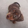 Winnie The Wiener