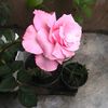 sulastri.lastri623