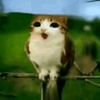 ipin_suka_ayam_goreng123