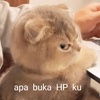 kucing_951