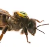 queen_beeeeeeeeeeee