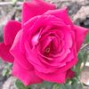 md.salam.hossain573