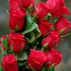 mst.moyna411
