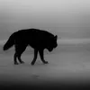 aslan.1236hgxchhk
