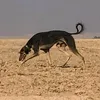 الصيد هوايتي