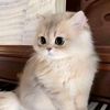 rawan.tarek639