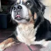 vivii_________