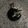 anaya.h14x