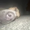 sillliestbilliest2.0
