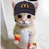 elgatooo1246