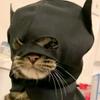 batcat437907