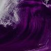 purple_chameleon2024
