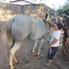 gilberlando.narci