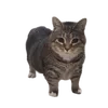 c0c0nat_lych33