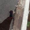 alif_lonly