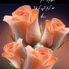 iftikhar.hussain8995