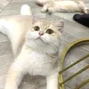 Nino_housecattery