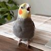 lovely bird99