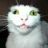 sofikksqq