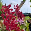 ngoc_h888