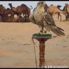 .aboadaalh74