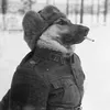 cachorro_soviet