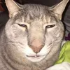 bigmunki