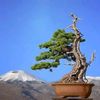 zeo_bonsai