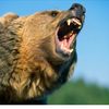 bear.bosnia1