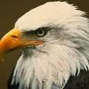 eagle12106