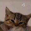 miral.abo44