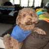 templeton_4
