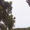 joylynaltomia