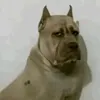 _weskkj