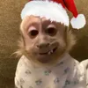 macaco_de_africa