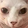 pepsidedoskilos