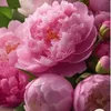 flower200049