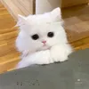 hanngoc231116