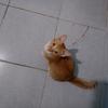 catlovers_jakarta