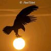 abdoahmed25792