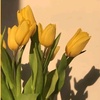 tulip0824