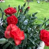 gemita1388