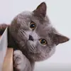 Funny pet cat